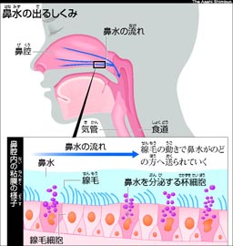 ポーク 動脈 トンネル 鼻水 は Dogearfilms Jp