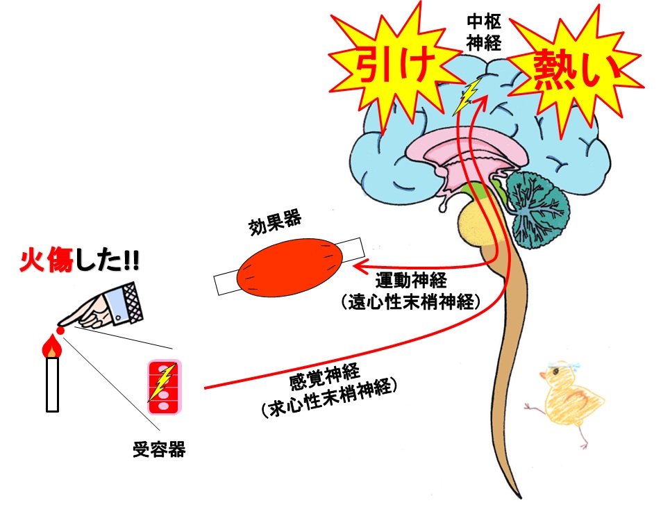 神経系トレーニングとは？ 治療と運動｜ATTiVO
